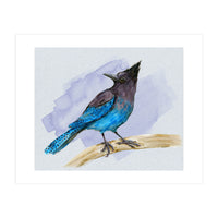 Steller's jay watercolor (Print Only)