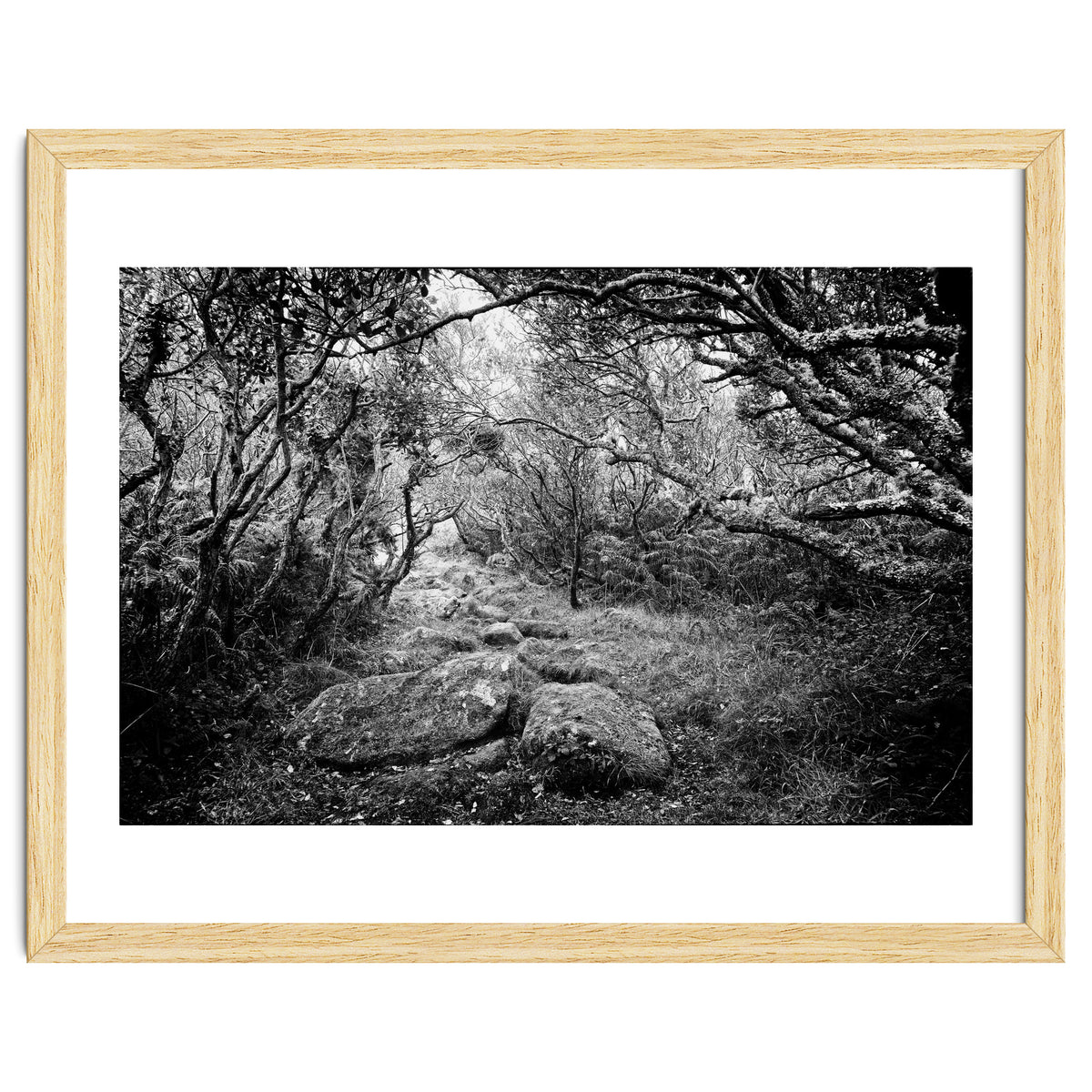 Undergrowth in black and white