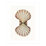 Cc Shell 06 (Print Only) thumbnail