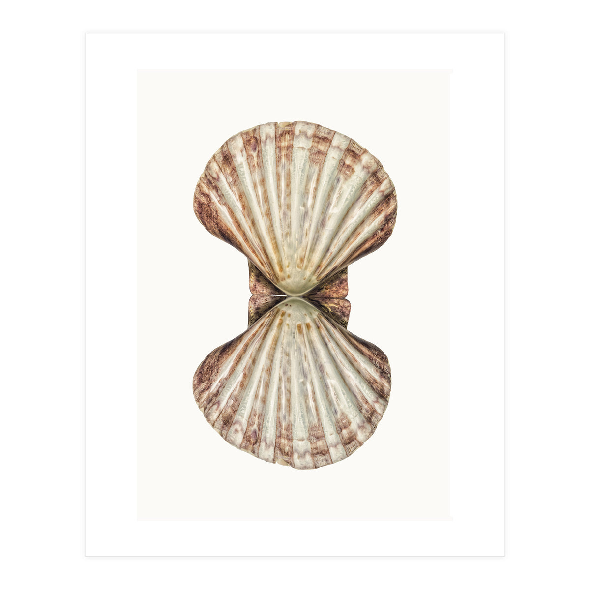 Cc Shell 06 (Print Only)