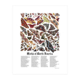 Moths of North America  (Print Only) thumbnail