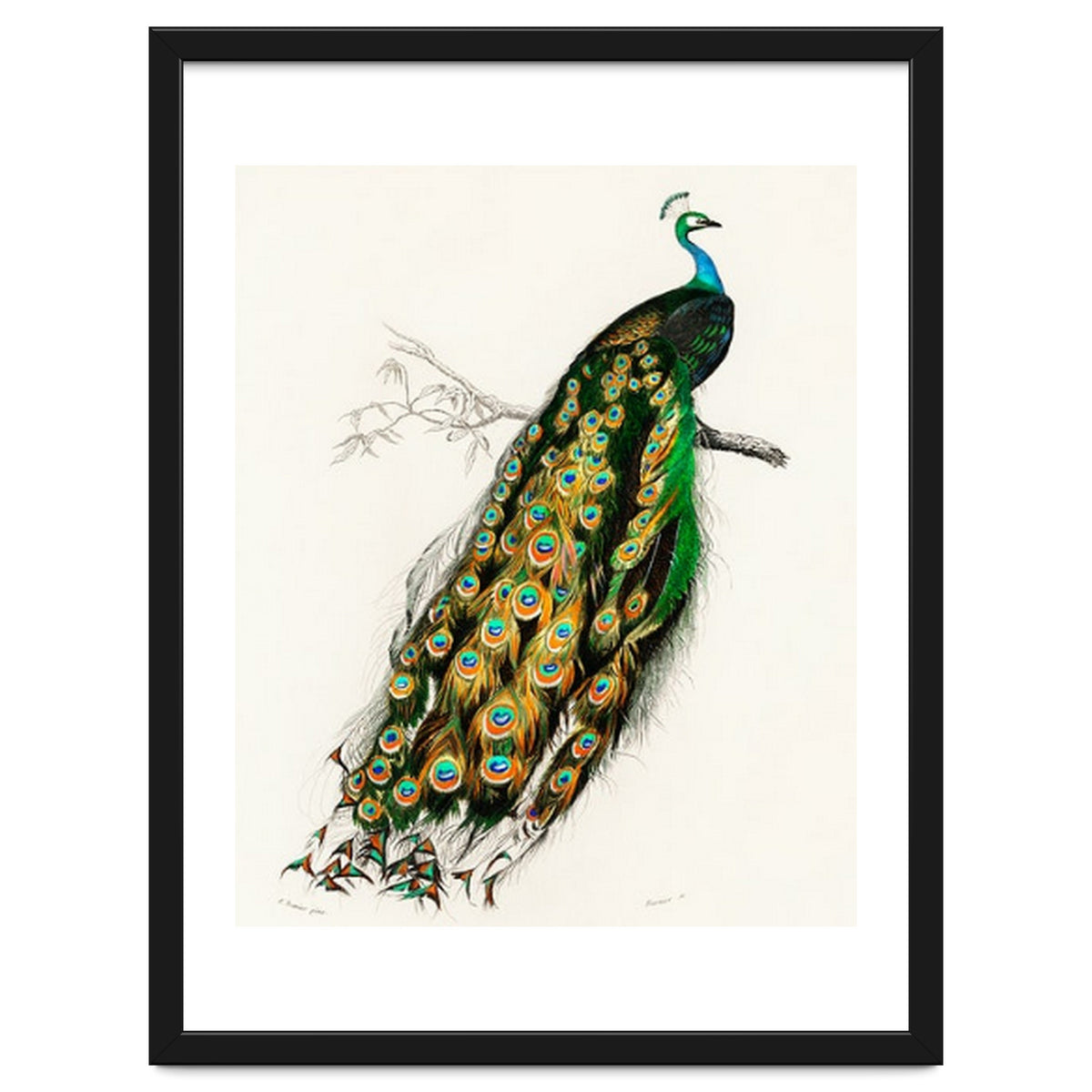Indian peafowl illustrated