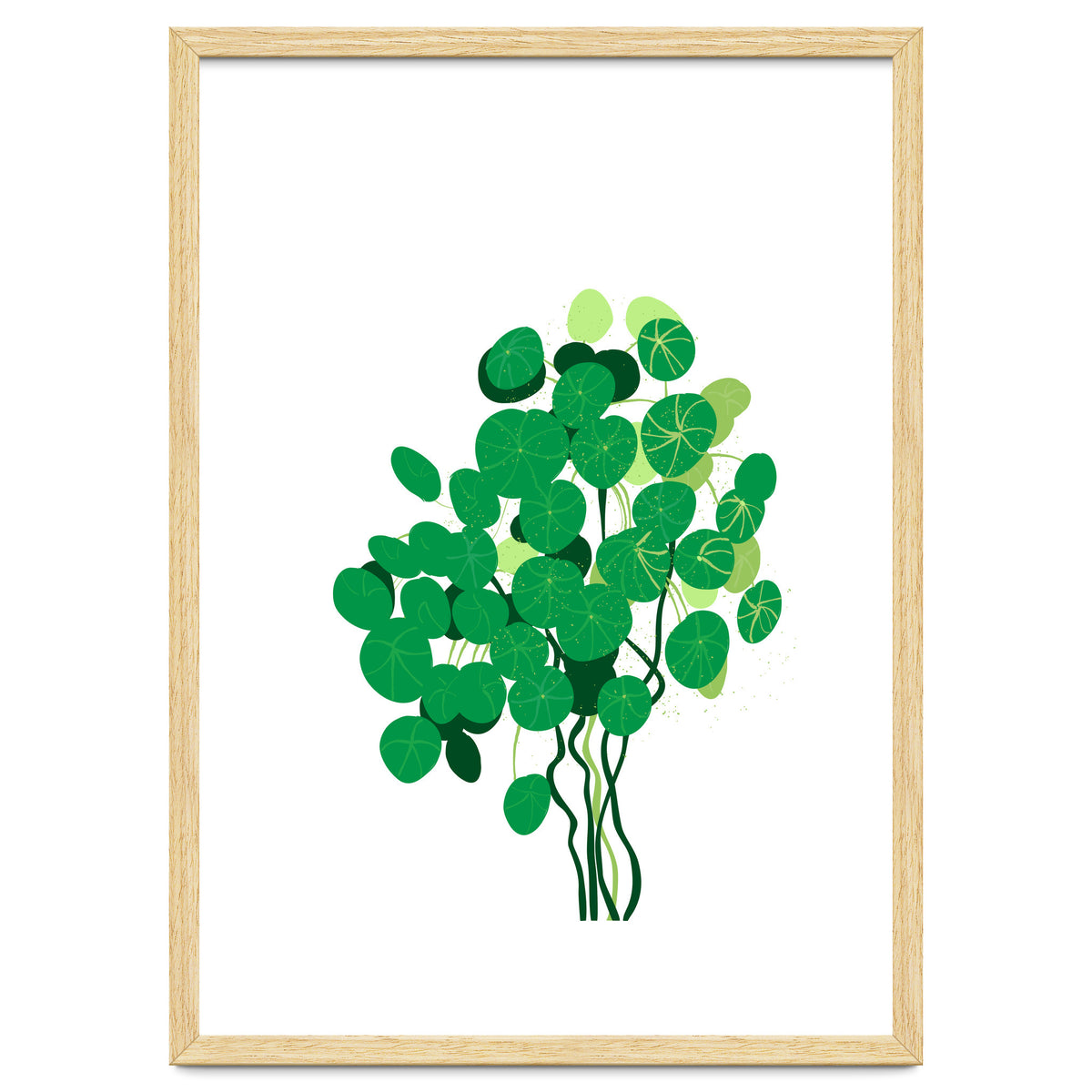 Pilea
