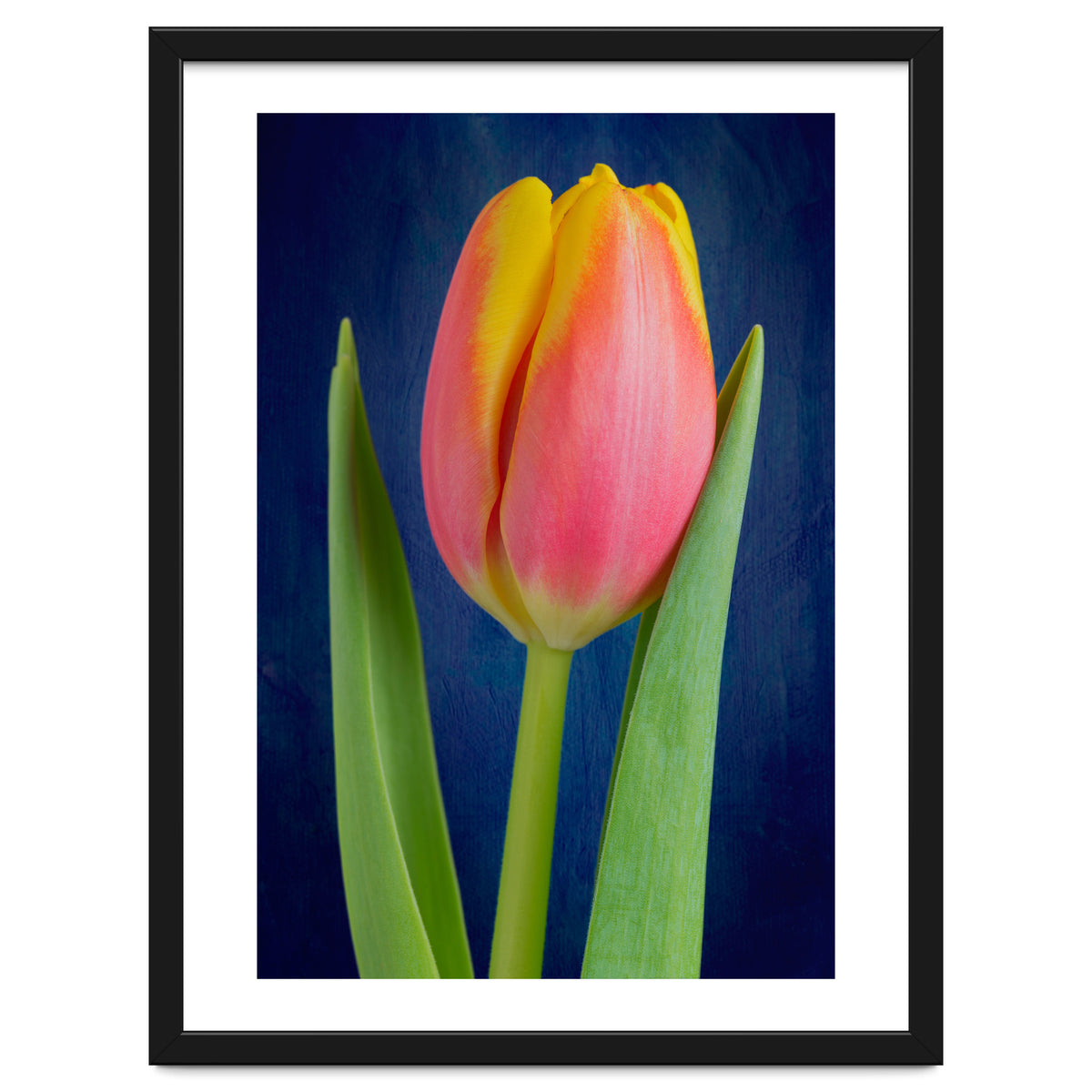 Tulip