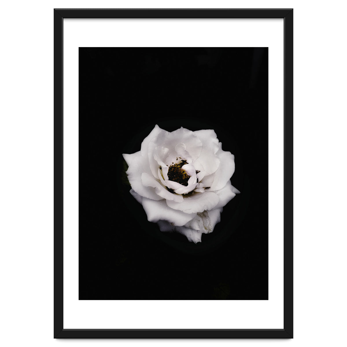 White Rose