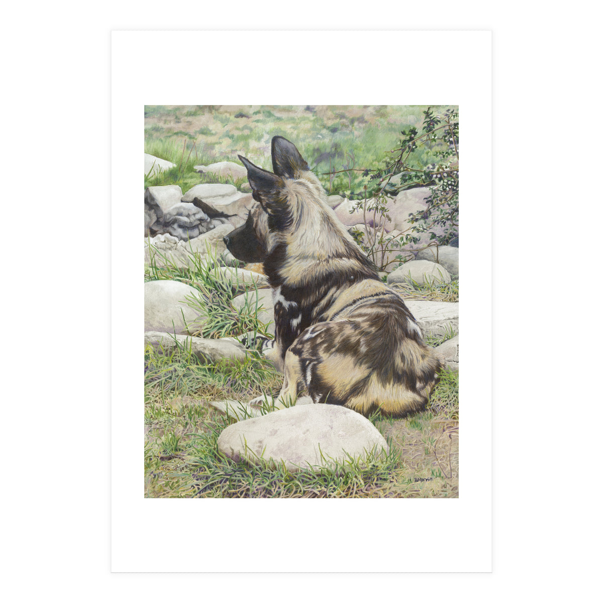 African Painted Dog I (Print Only)
