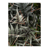 Fern Art (Print Only) thumbnail