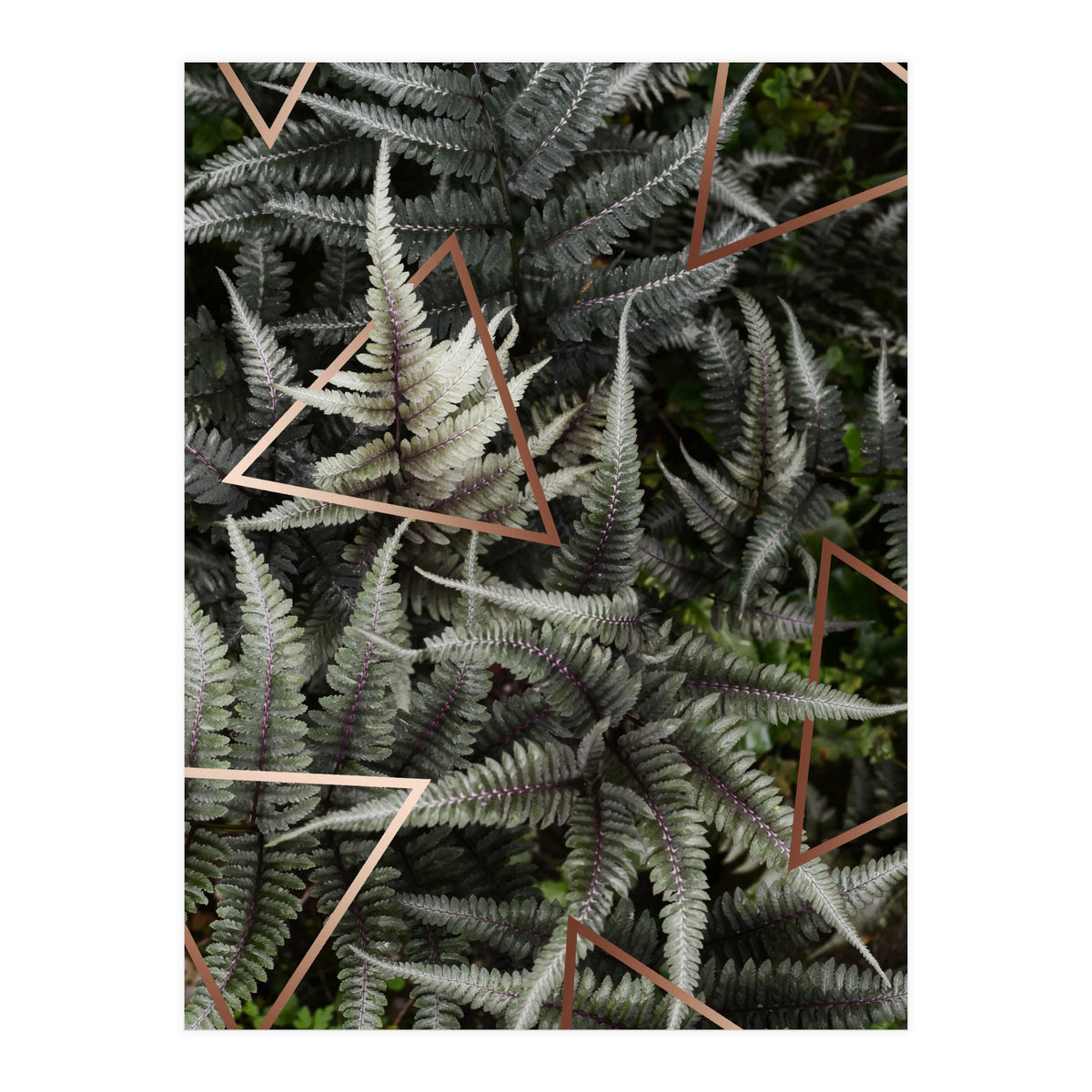 Fern Art (Print Only)