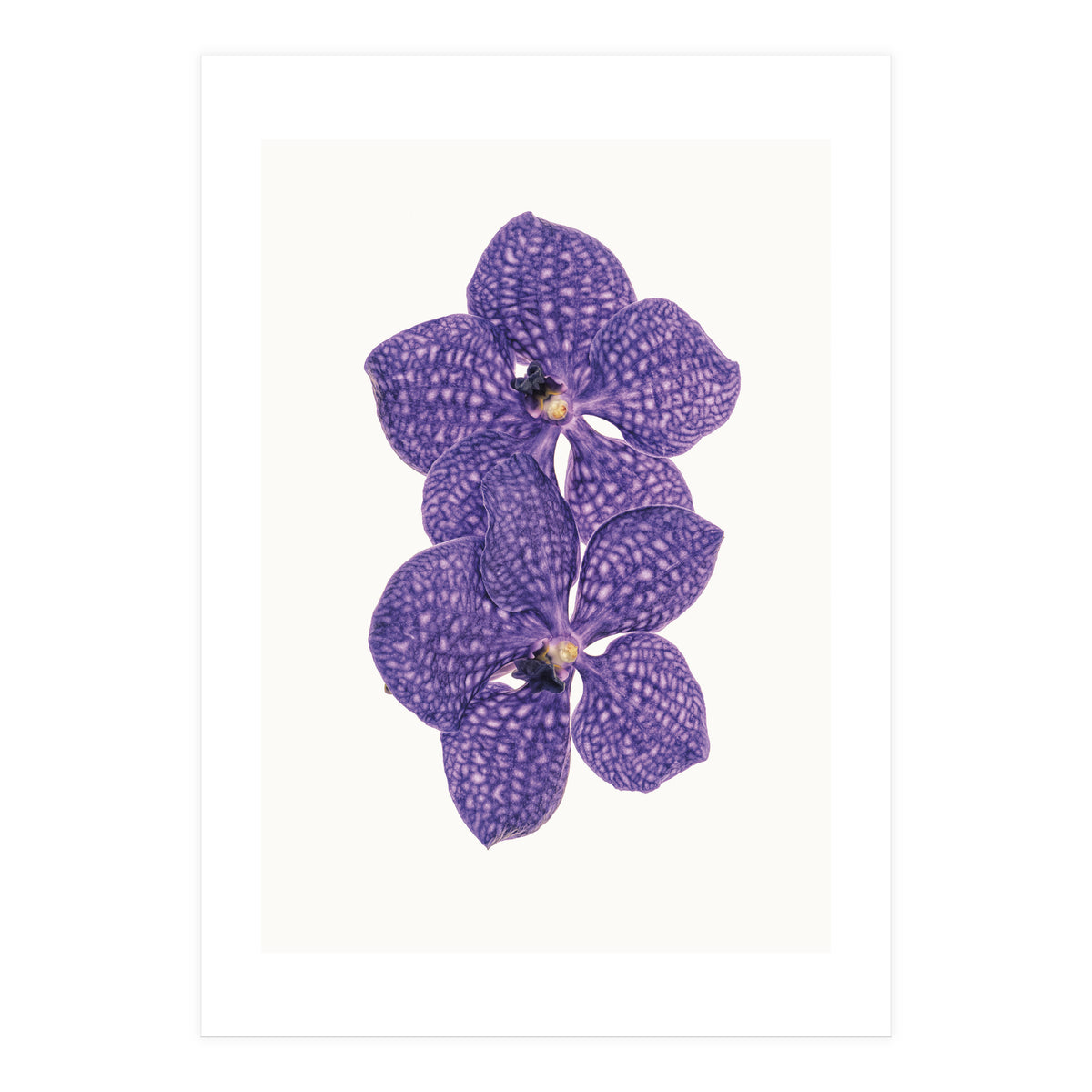 Cc Flower 06 (Print Only)