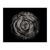 Backyard Flowers In Black And White 72 (Print Only) thumbnail