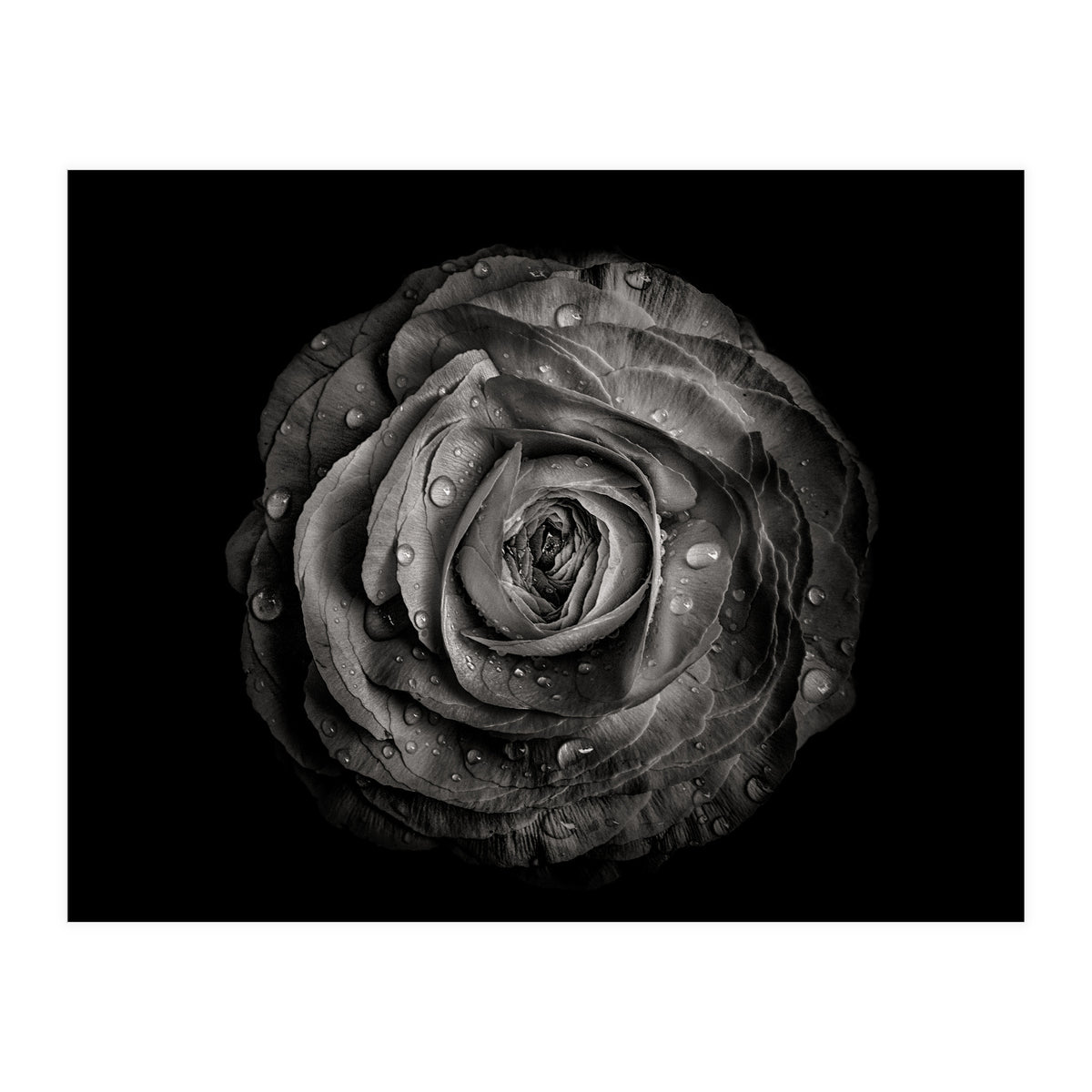 Backyard Flowers In Black And White 72 (Print Only)