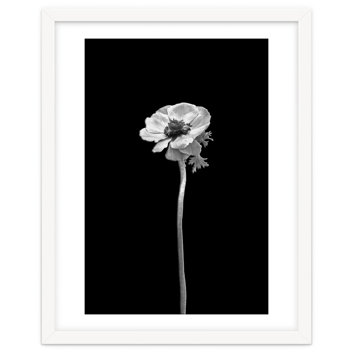 Anemone coronaria | dark design