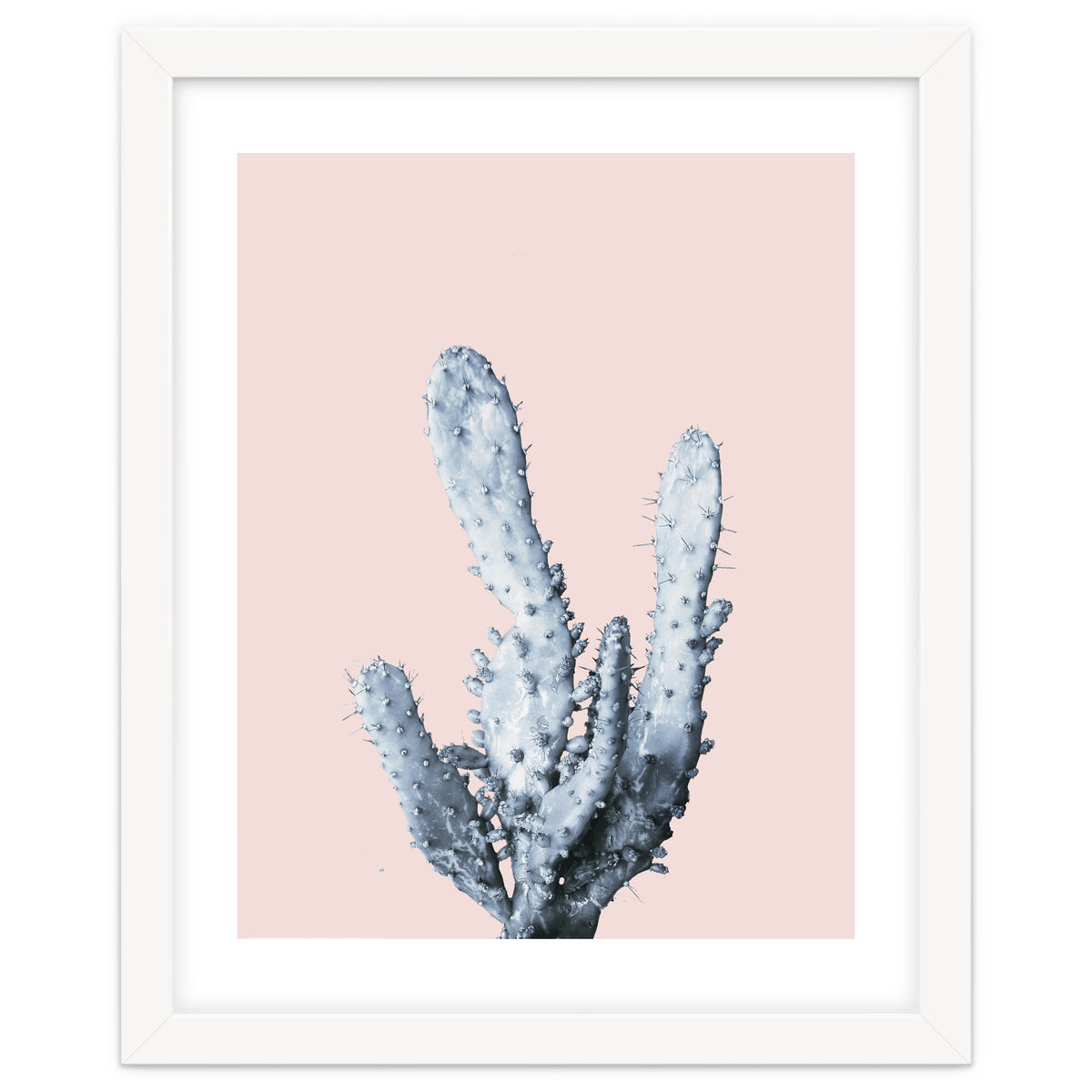 Cactus collection BL-I