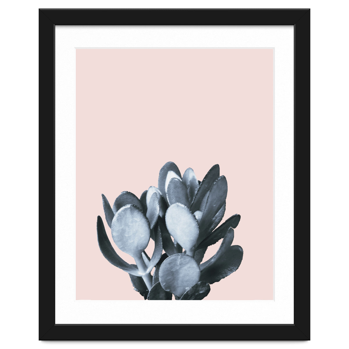 Cactus collection BL-II