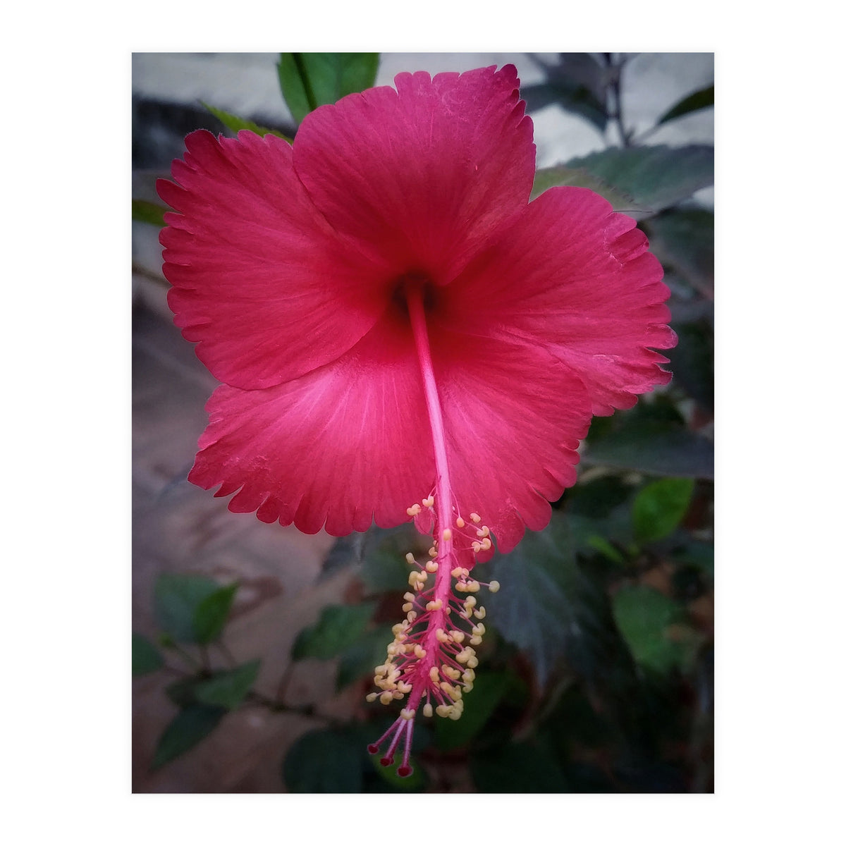 Beautiful Hibiscus Flora (Print Only)
