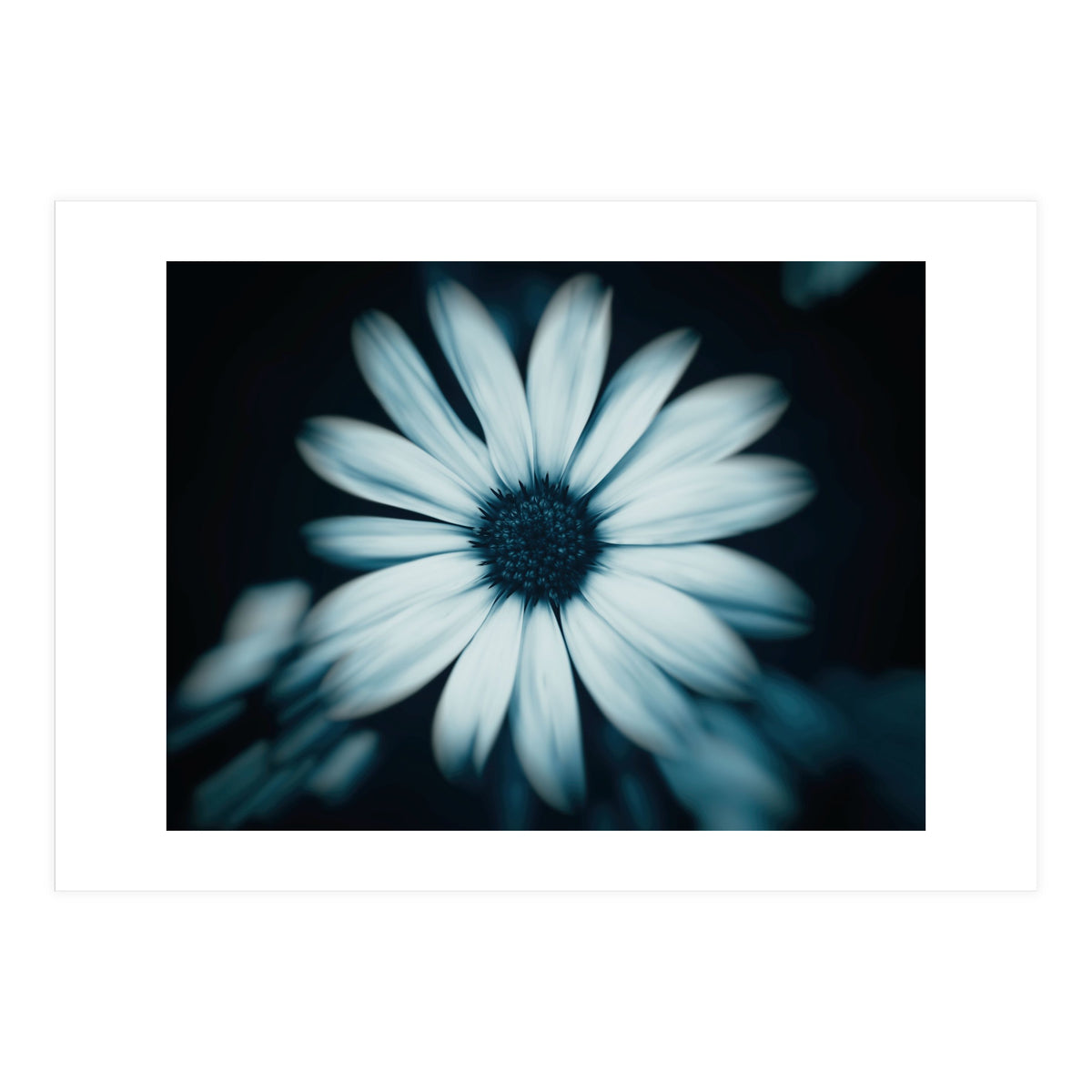 Bellis Perennis (Print Only)