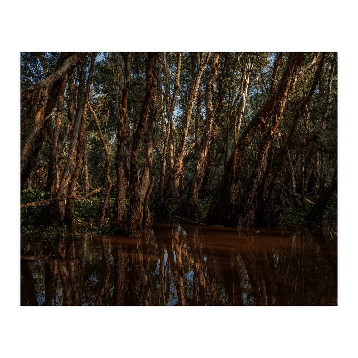 Roots Bloody Roots (Print Only)