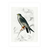 Red-footed Falcon illustrated (Print Only) thumbnail