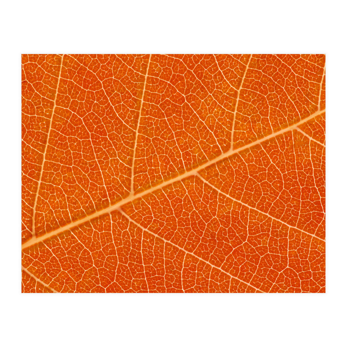 Autumn Leaf (Print Only)