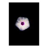 White Flora (Print Only) thumbnail