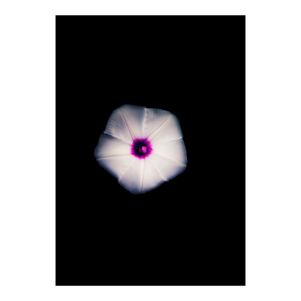 White Flora (Print Only)