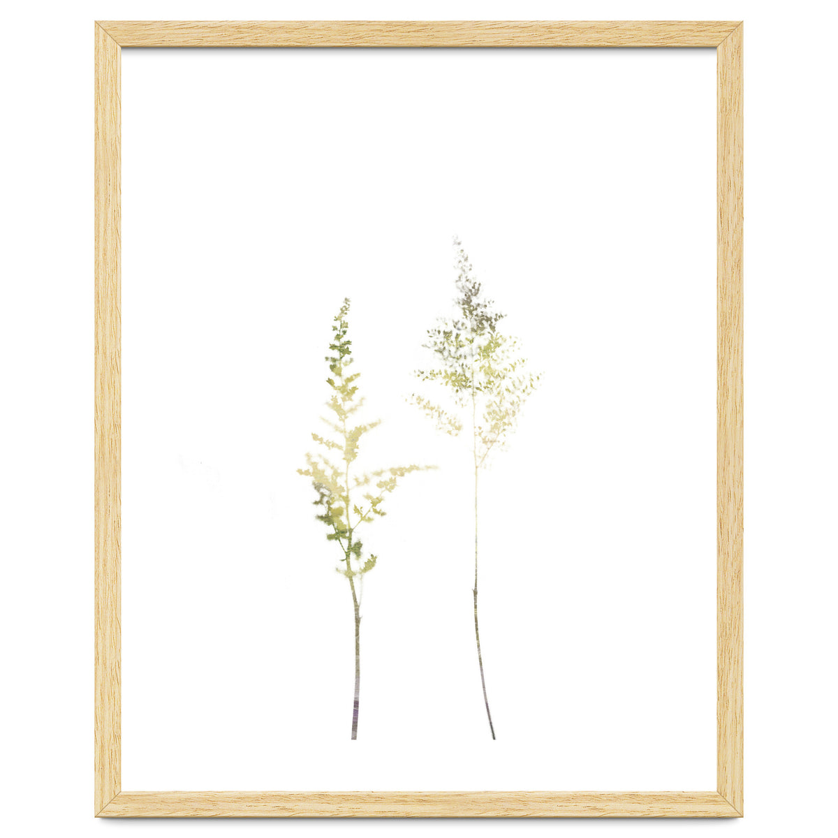 Neutral Astilbe