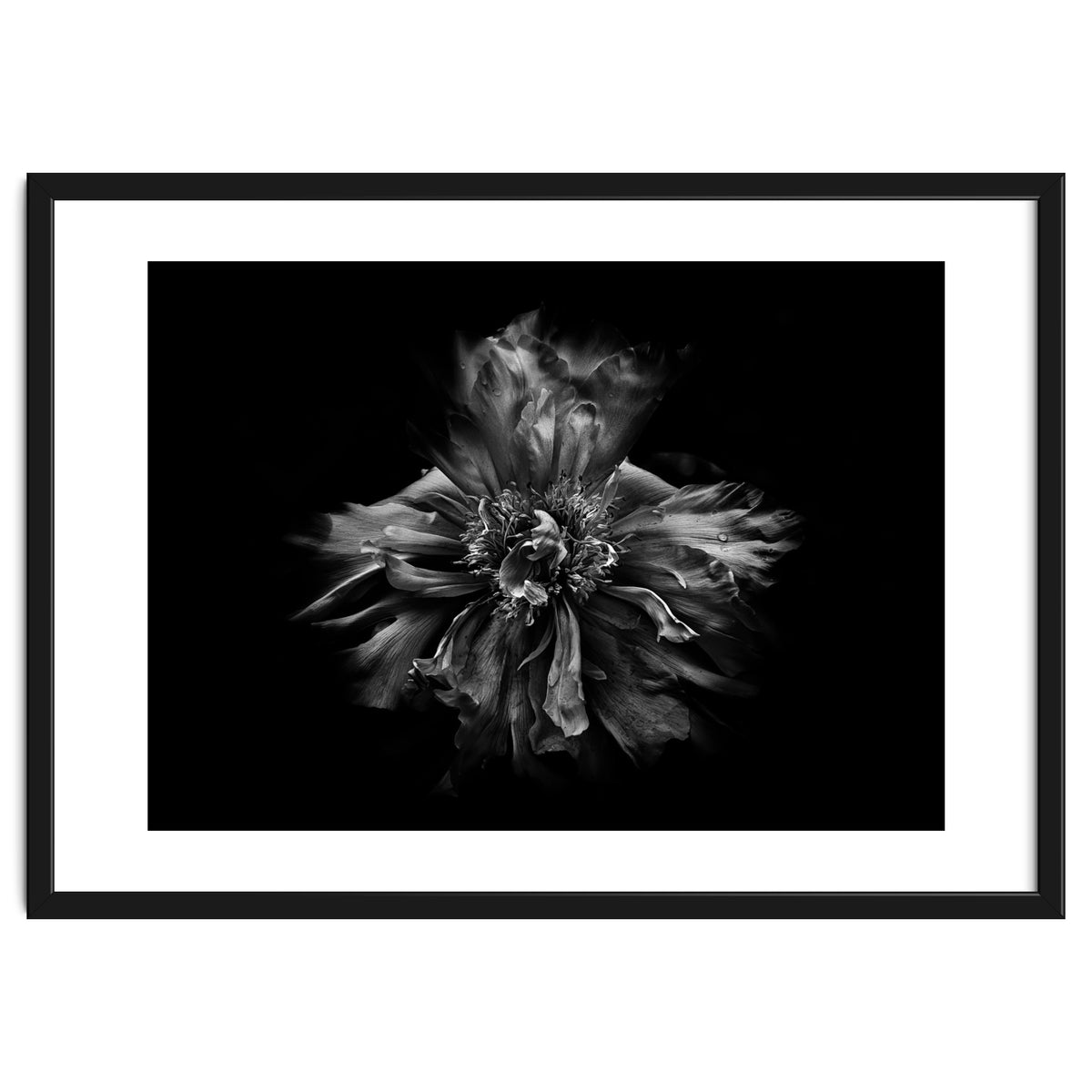 Backyard Flowers In Black And White No 49