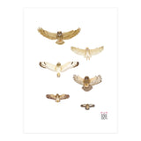 Typical owls & Barn owl (Print Only) thumbnail