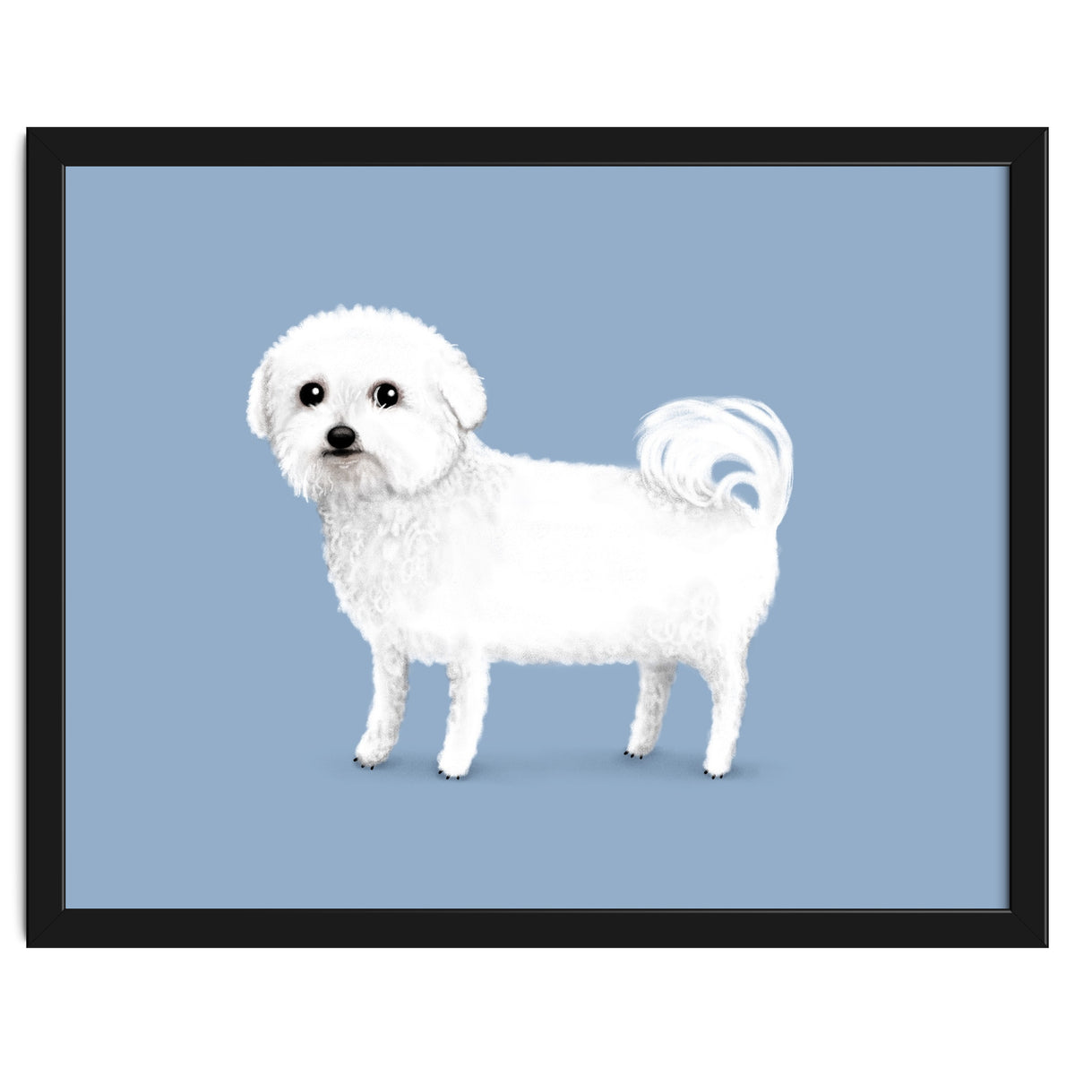 Bichon Frise