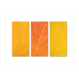 Autumn Leaves (Print Only) thumbnail