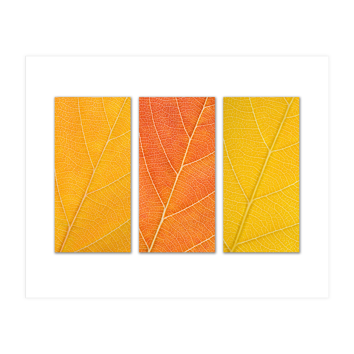 Autumn Leaves (Print Only)