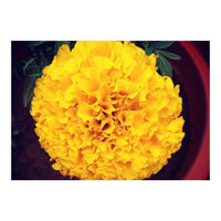 Yellow Chrysanthemum (Print Only)