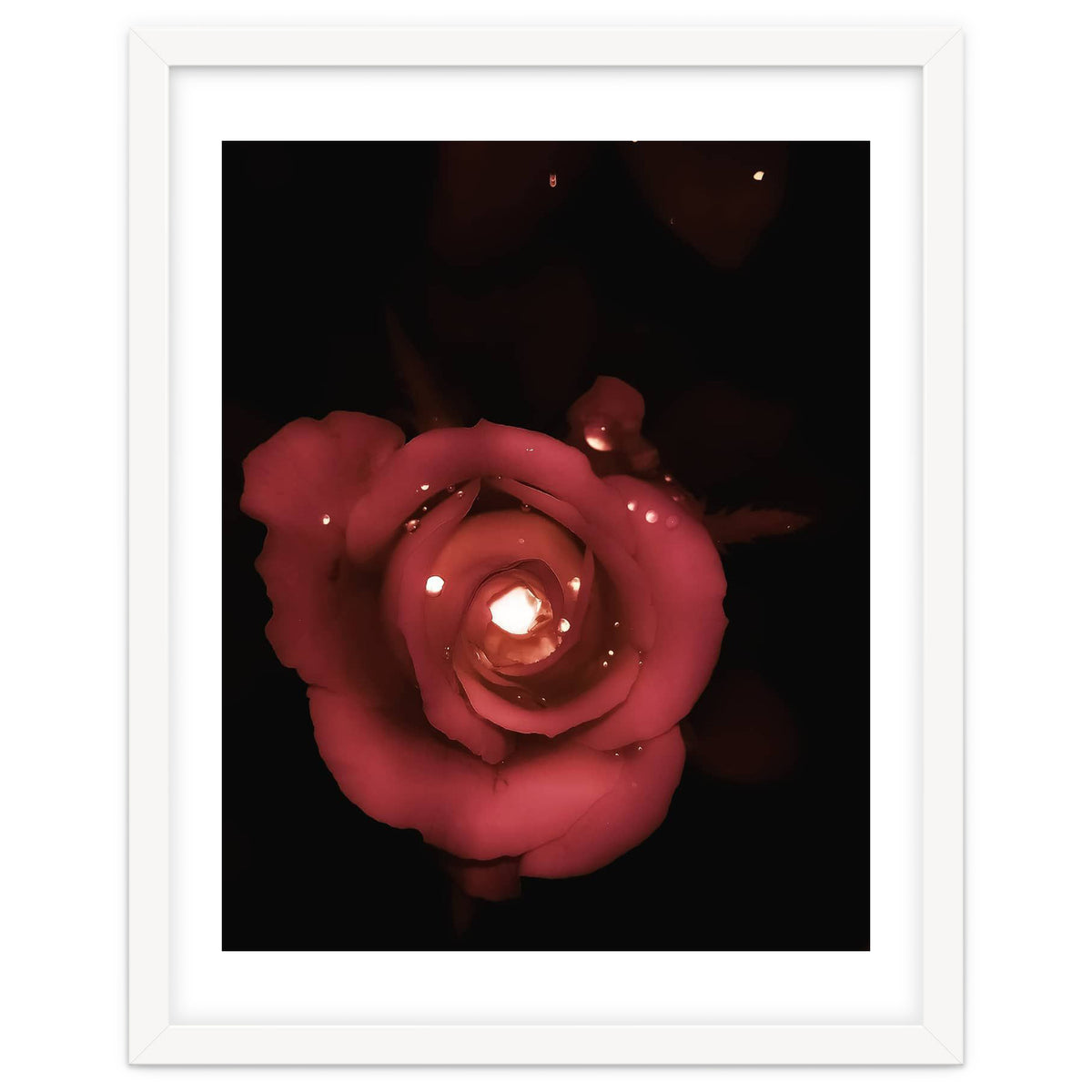 Lighting Rose