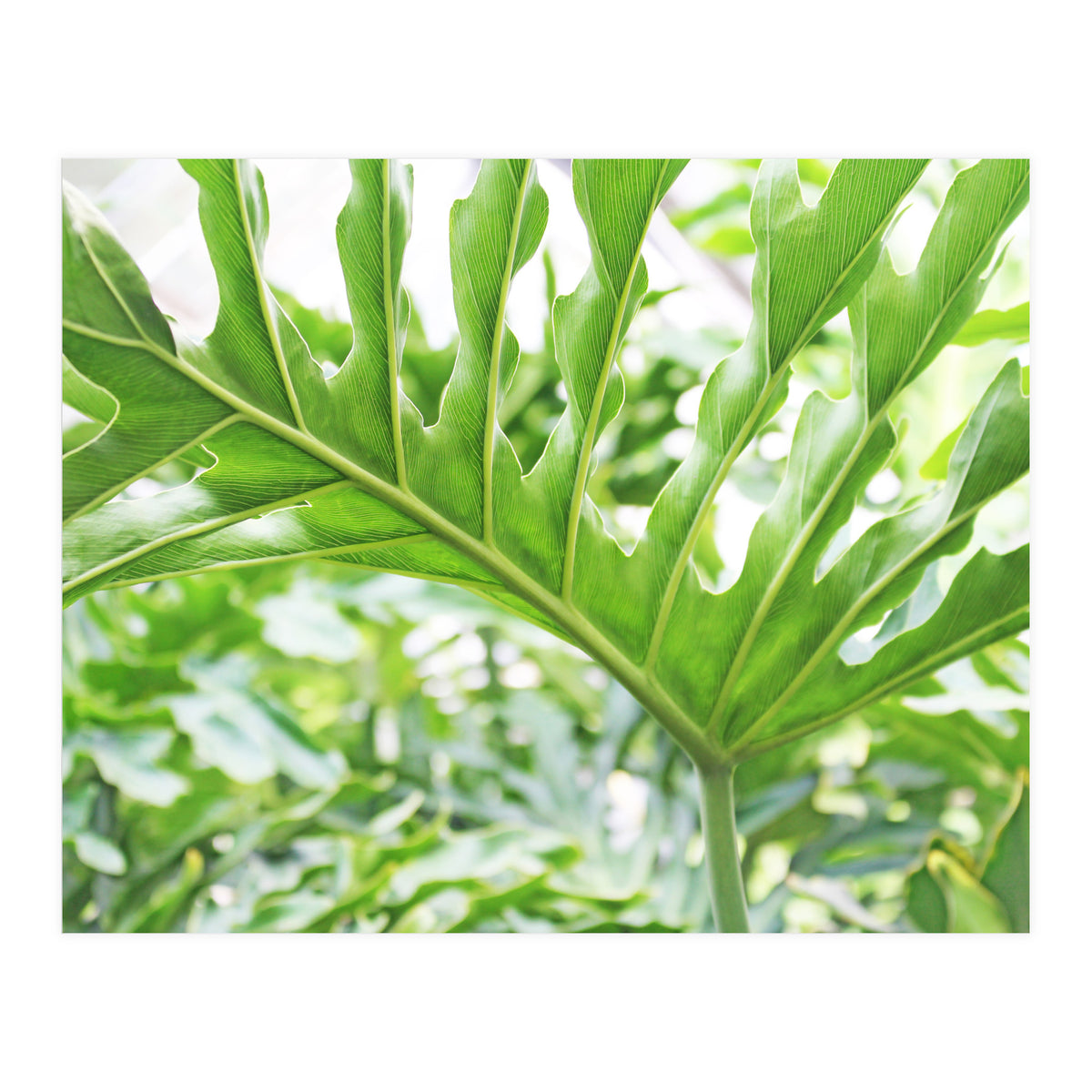 Green Leaf (Print Only)