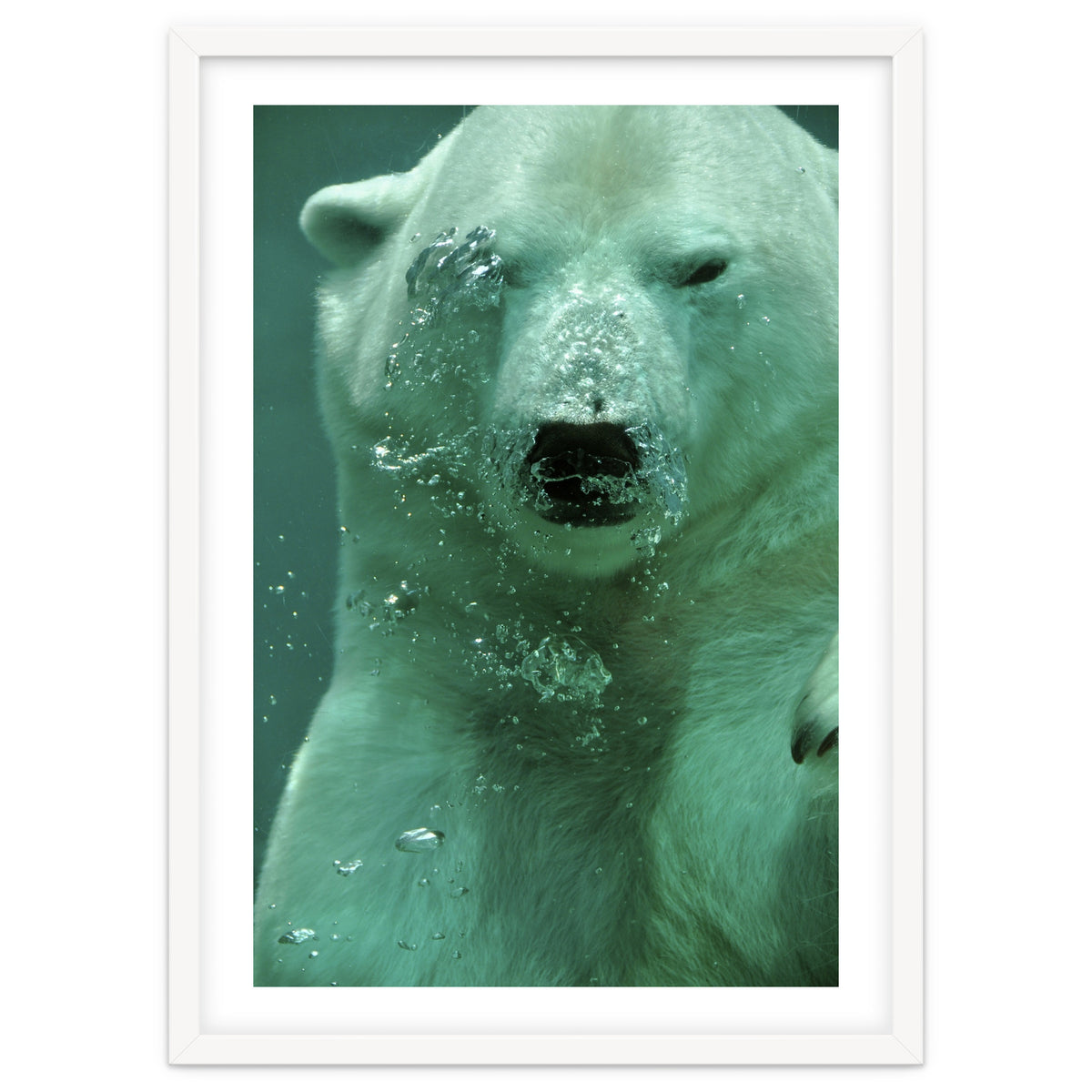 Polar Bear Under Water