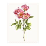 Cc Roses 02 (Print Only) thumbnail