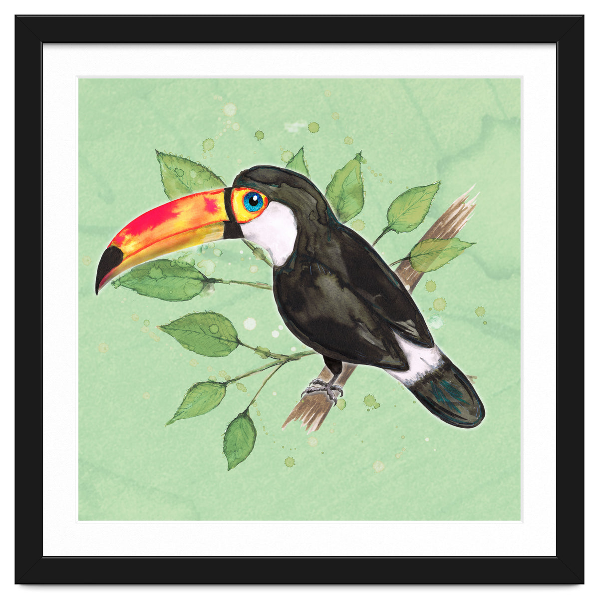 Toco toucan