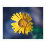 Butter (Print Only) thumbnail