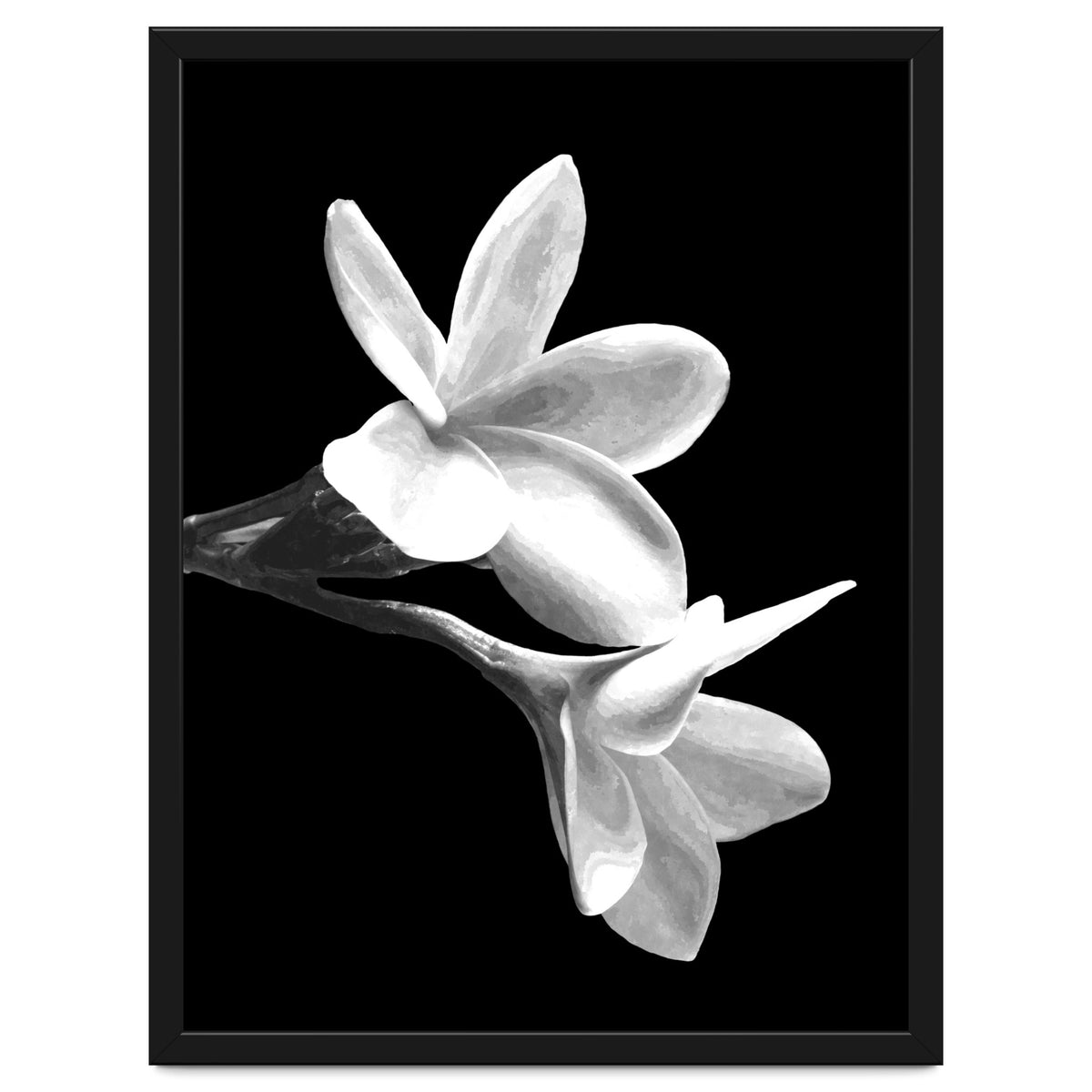Black and White Flowers