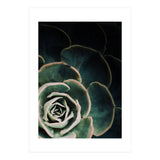 Darkside Of Succulents 4-C (Print Only) thumbnail