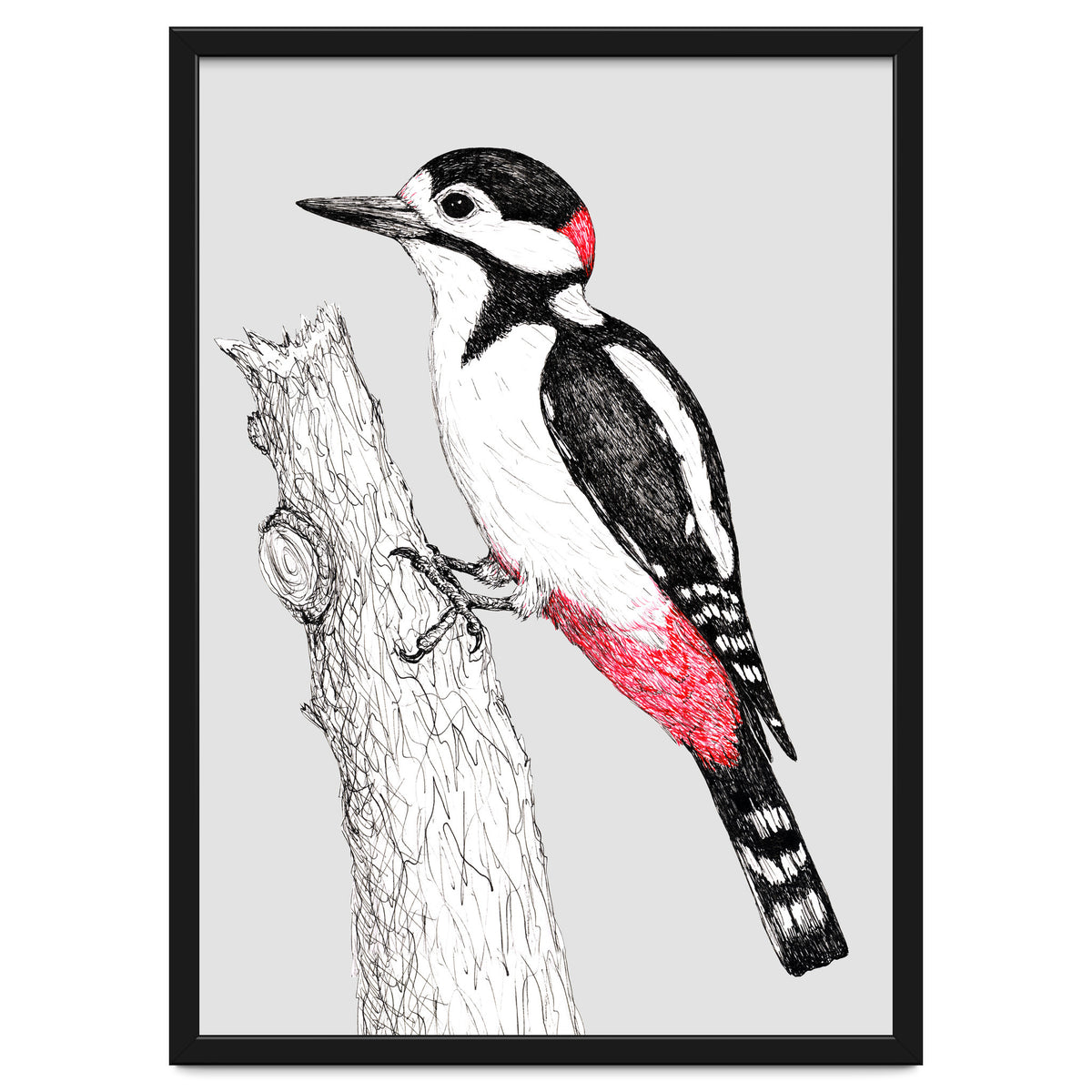 Great spotted woodpecker