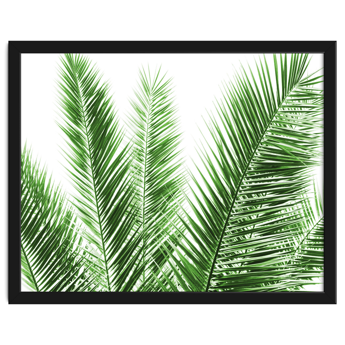 Palm Leaves