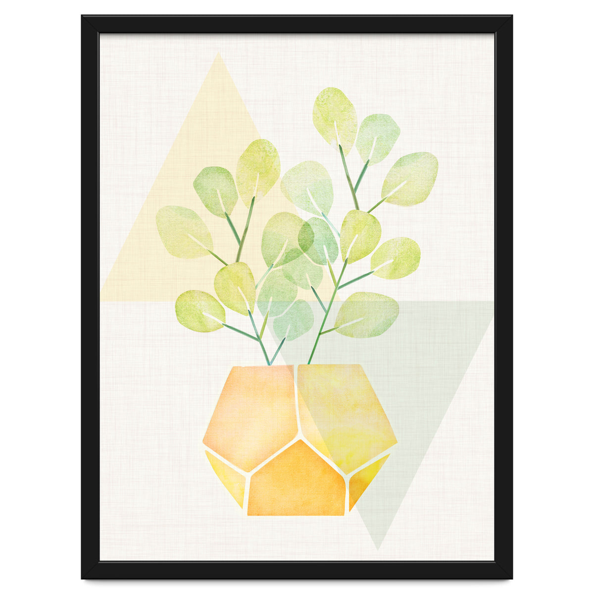 Geometry and House Plant