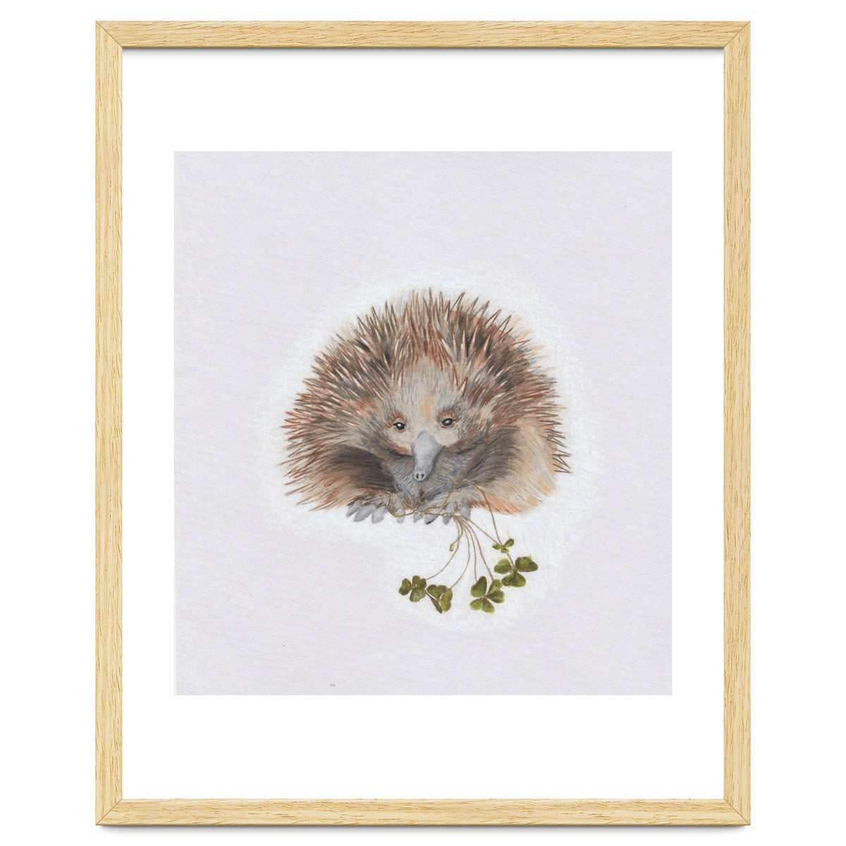 Echidna - Australian Animal Series