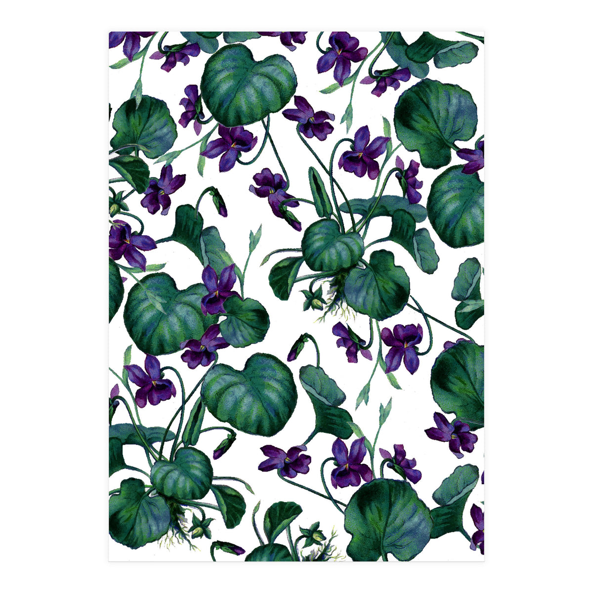 Violets (Print Only)
