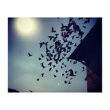 Free Birds (Print Only) thumbnail