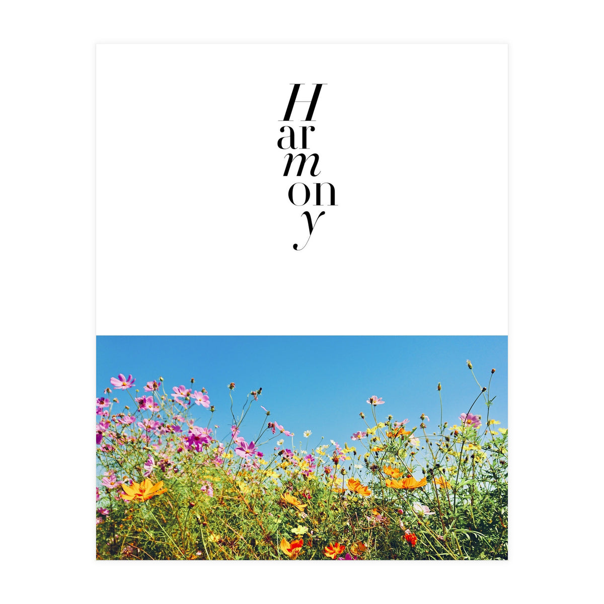 Harmony - cosmos flower - nature photography  (Print Only)