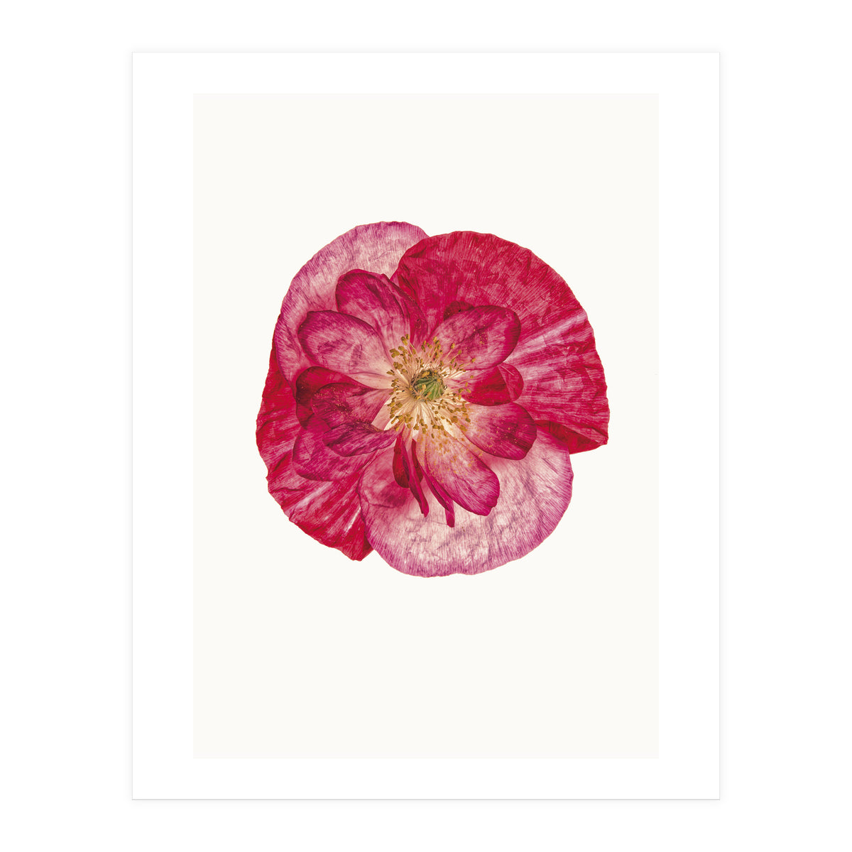 Cc Poppy 02 (Print Only)