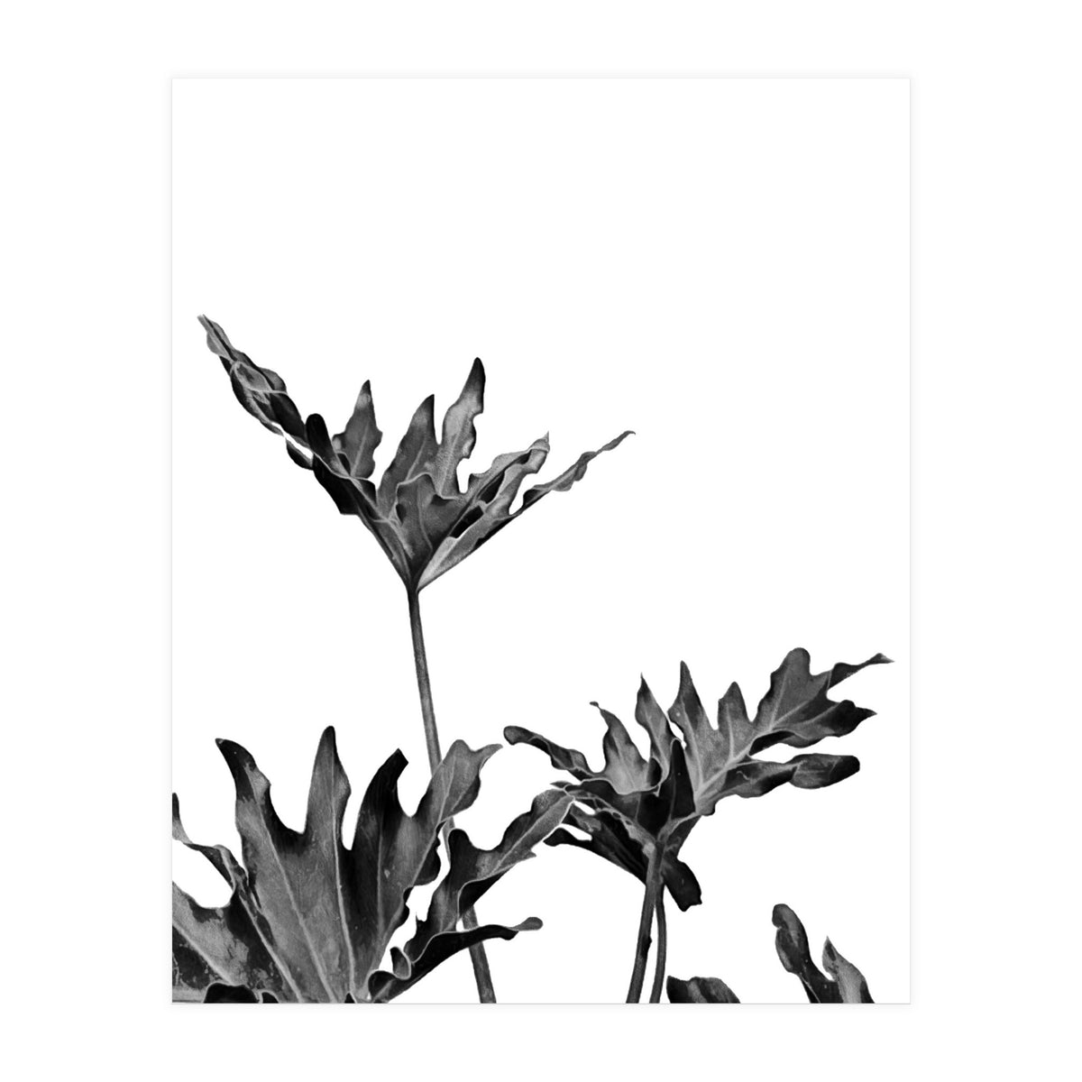Monstera Black And White 08 (Print Only)