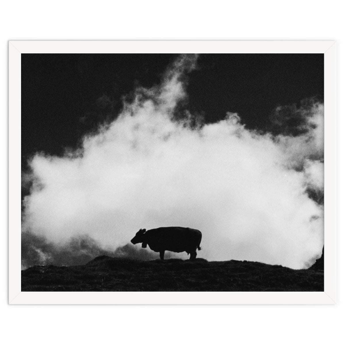 cow and cloud